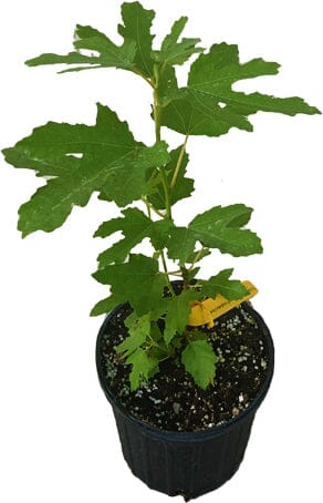 Dwarf Fig Tree